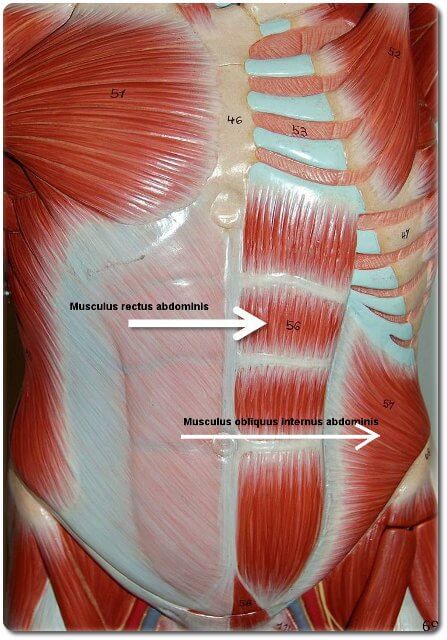 Bauchmuskeln Anatomie