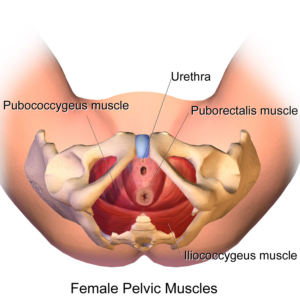 Pelvic Muscles