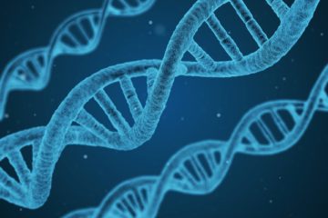 Genetik -Die DNS